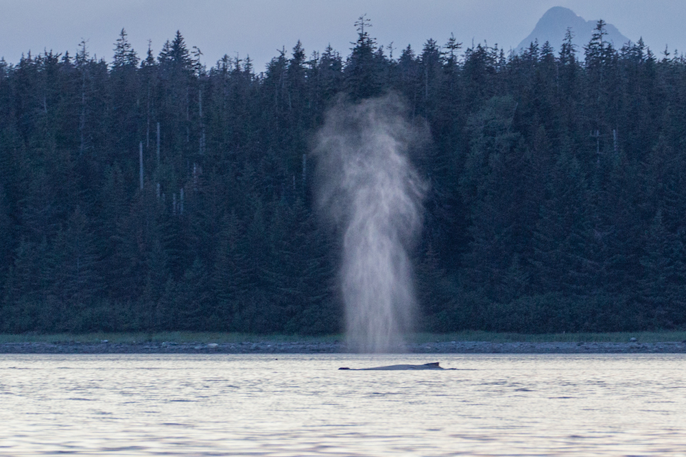 Whale in Bartlett cove