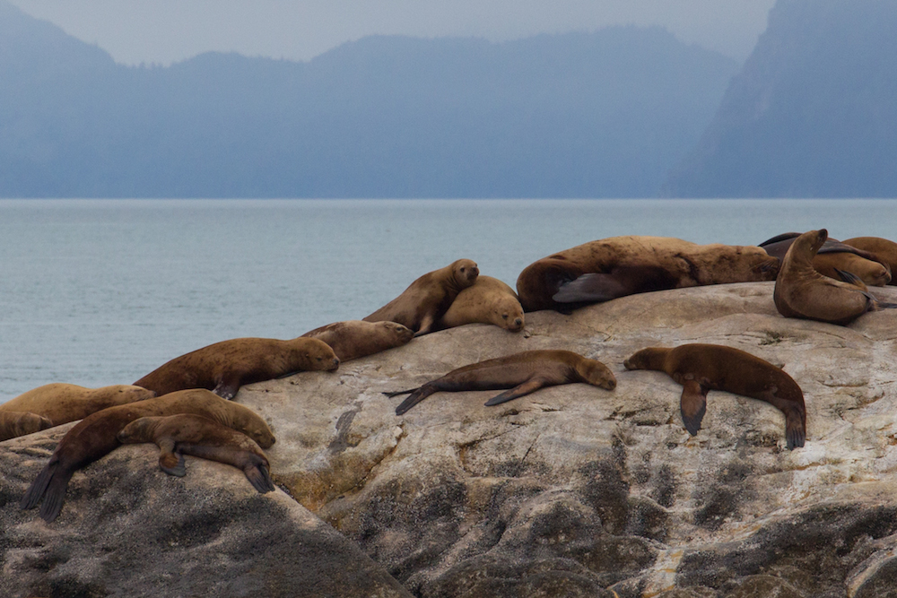 South Marble Island Sea Lions