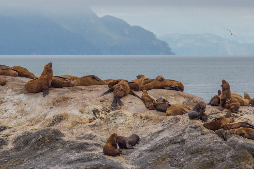 Lazy Sea Lions South Marble Island