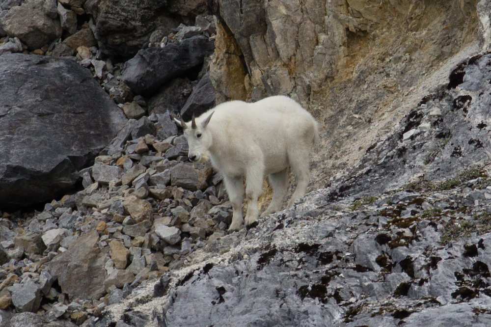 Mountain Goat Glacier Bay Boat Tour