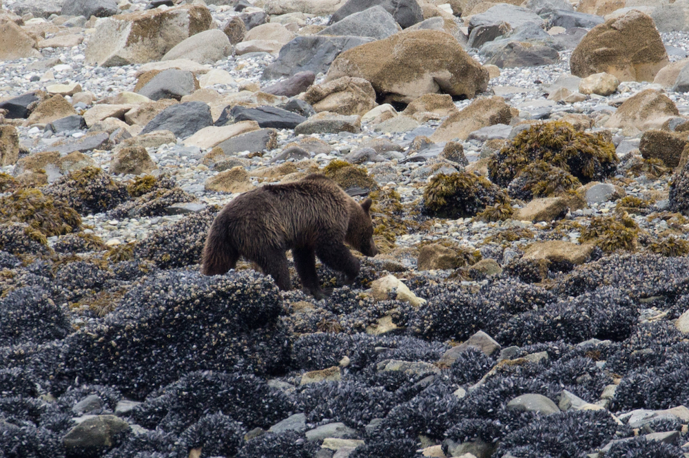 Brown Bear in Glacier Bay