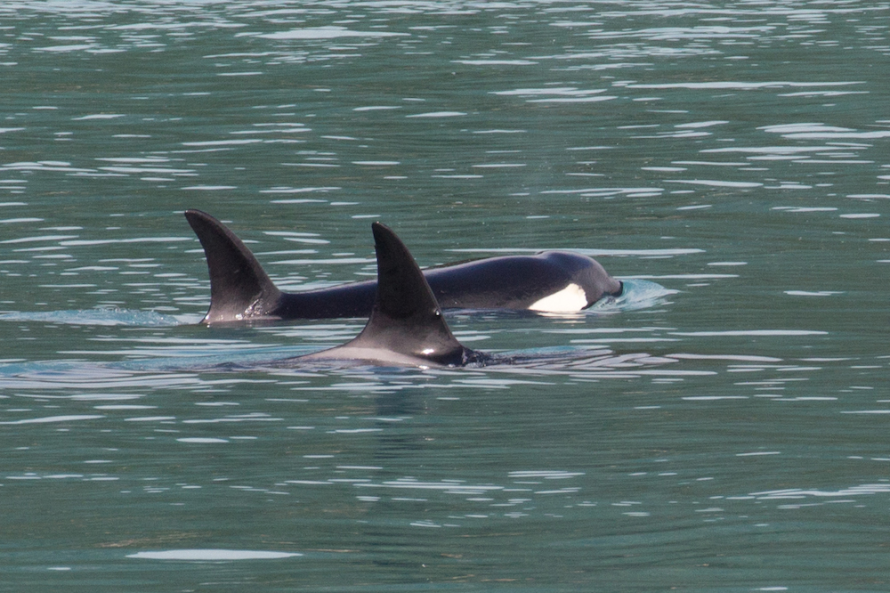 Orcas in Glacier Bay