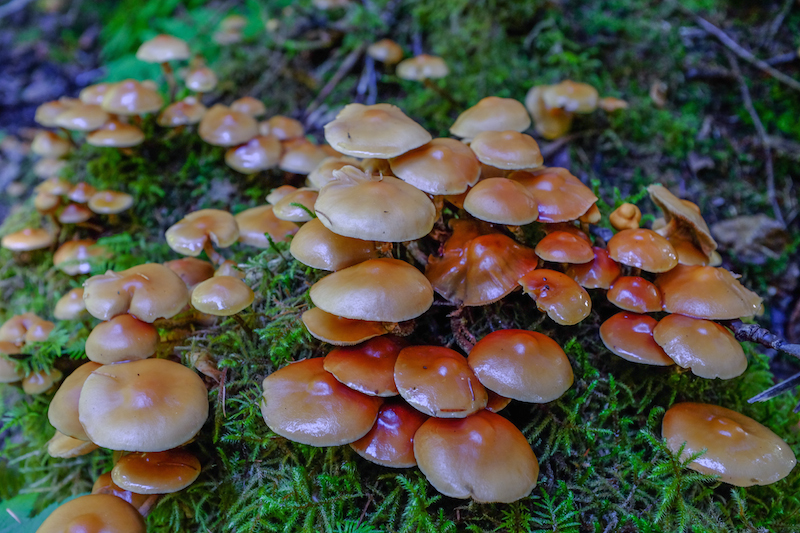 Glacier Bay Mushrooms
