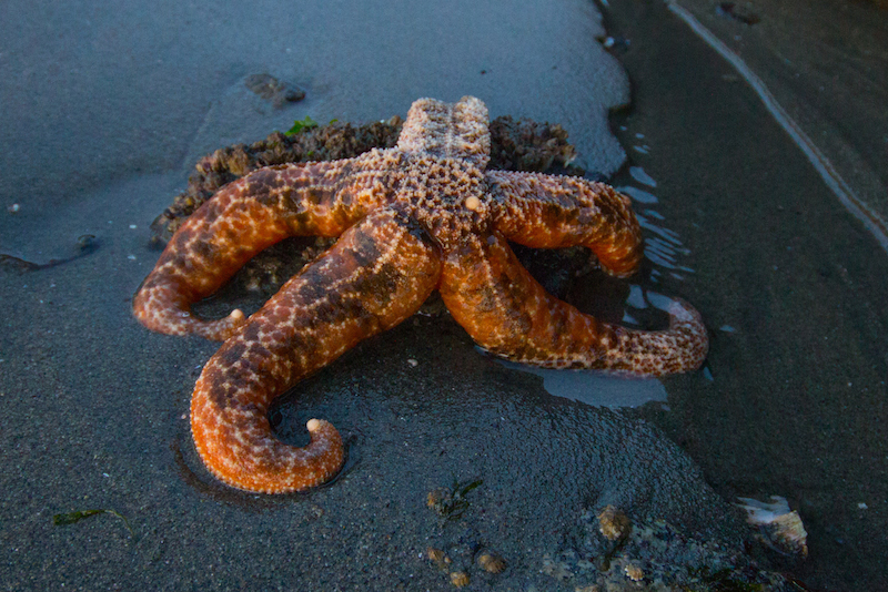 Starfish in Glacier Bay.