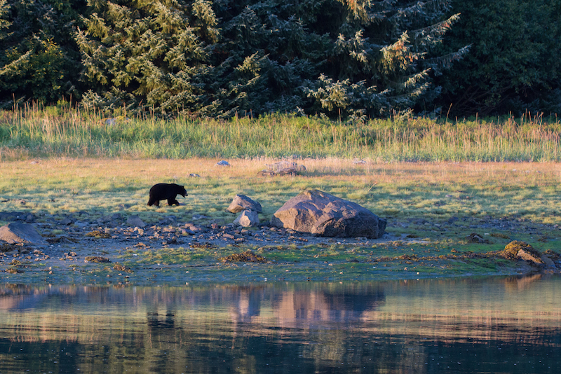 Glacier Bay Black Bear