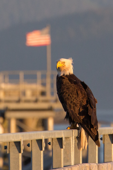 Bald Eagle Alaska