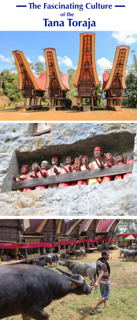 Pinterest Tana Toraja