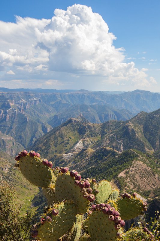 Copper Canyon and cactus