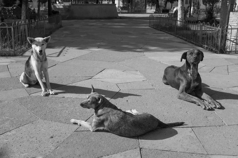 Creel plaza and dogs