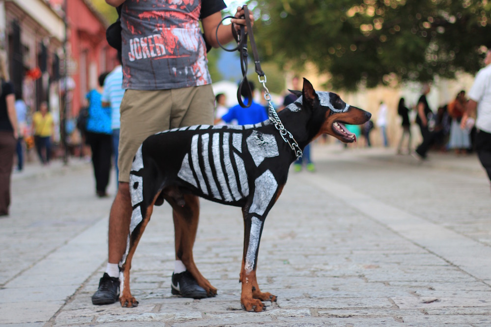 Day of the Dead Dog parade
