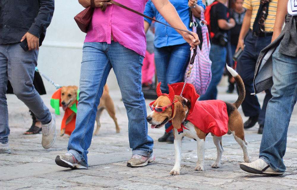 Oaxaca Dog Parade