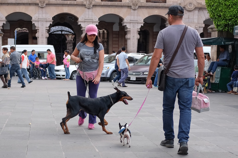Morelia pink dogs