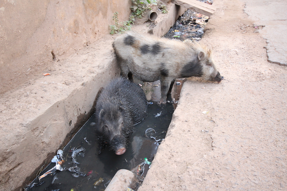 Pig poop India