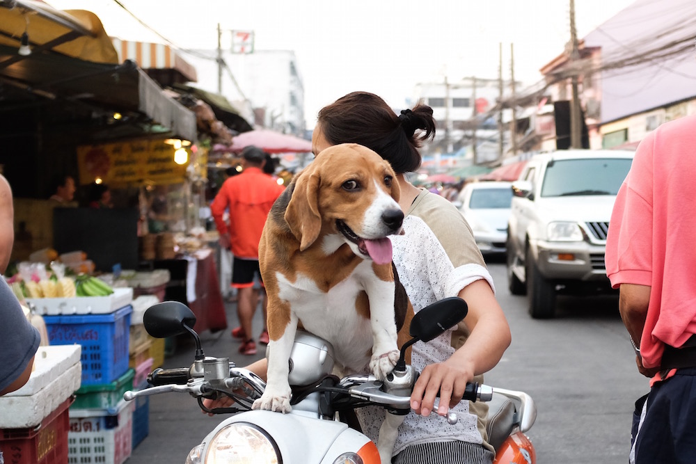 Dog on Motorbike Bangkok