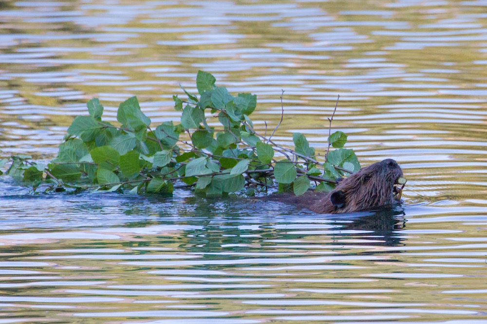 beaver with branch