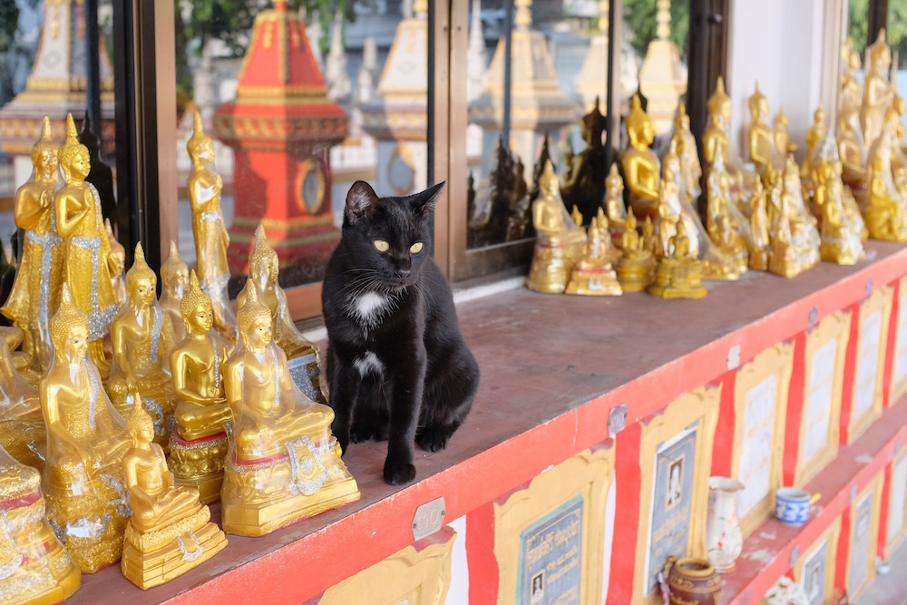 Thai soi cat