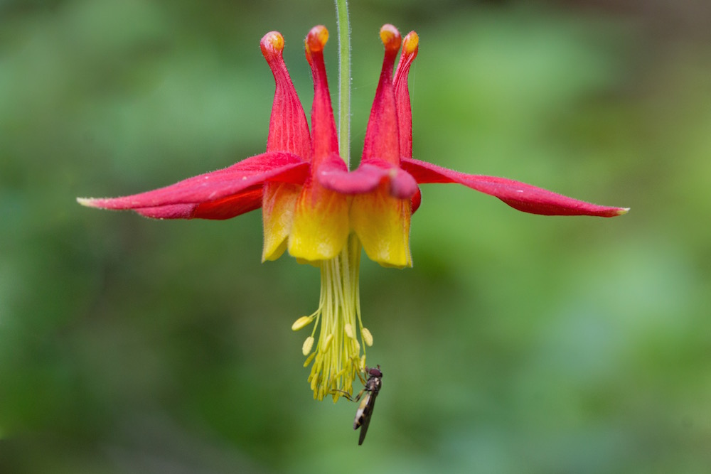 Columbine flower