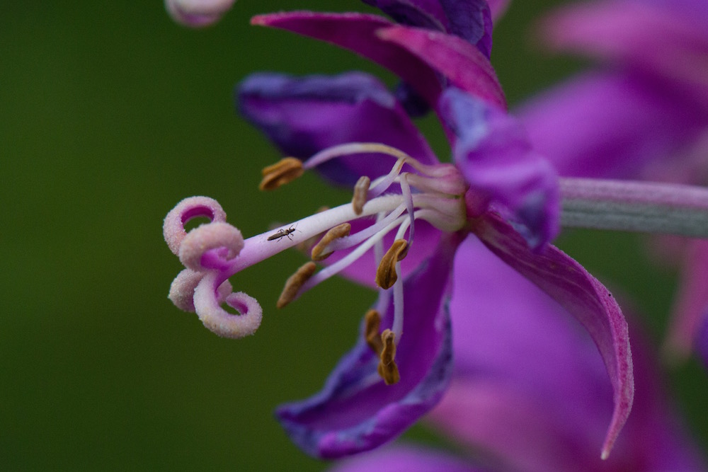 Fireweed detail