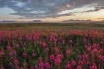 Fireweed in Alaska