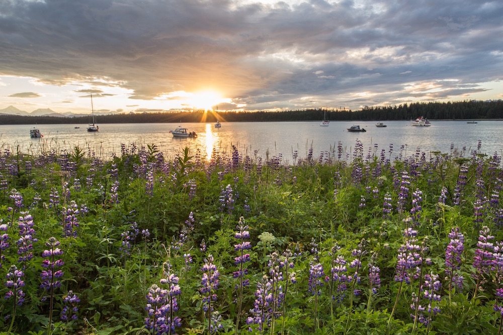 Lupine at sunset