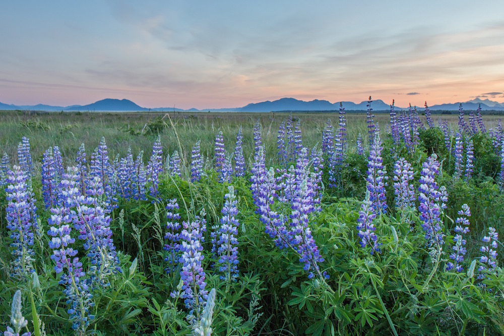 Lupine in Alaska