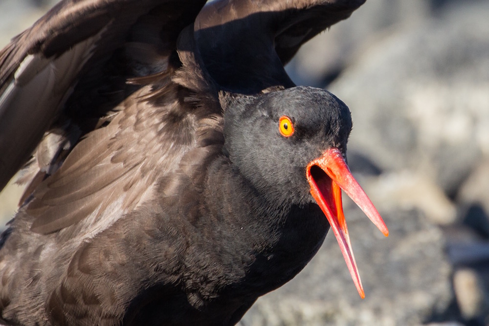 Oyster catcher
