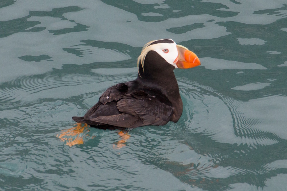 Puffin in Glacier Bay