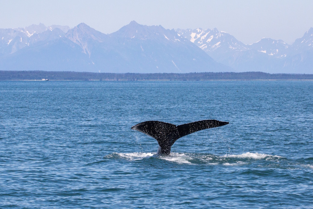 Whale in Glacier Bay