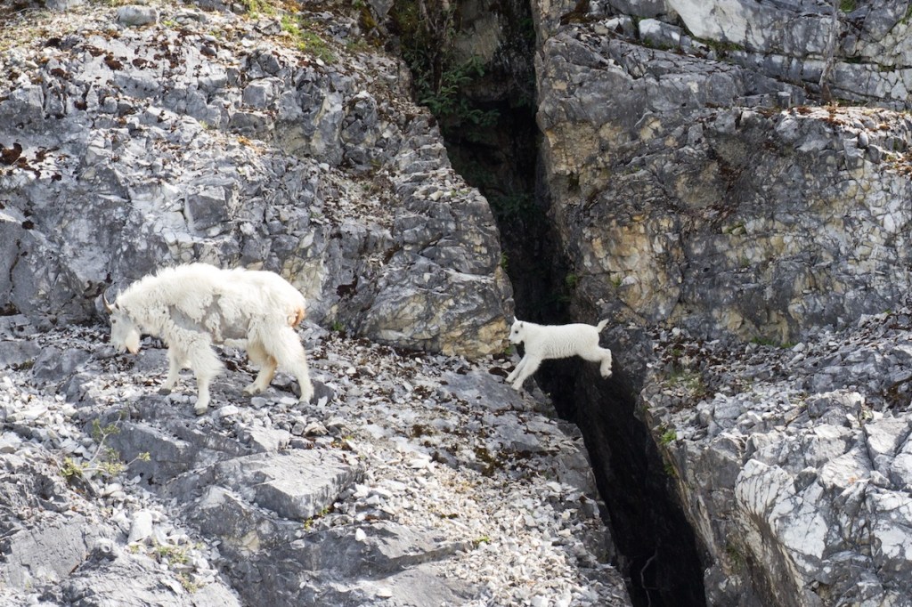 Leaping mountain goat