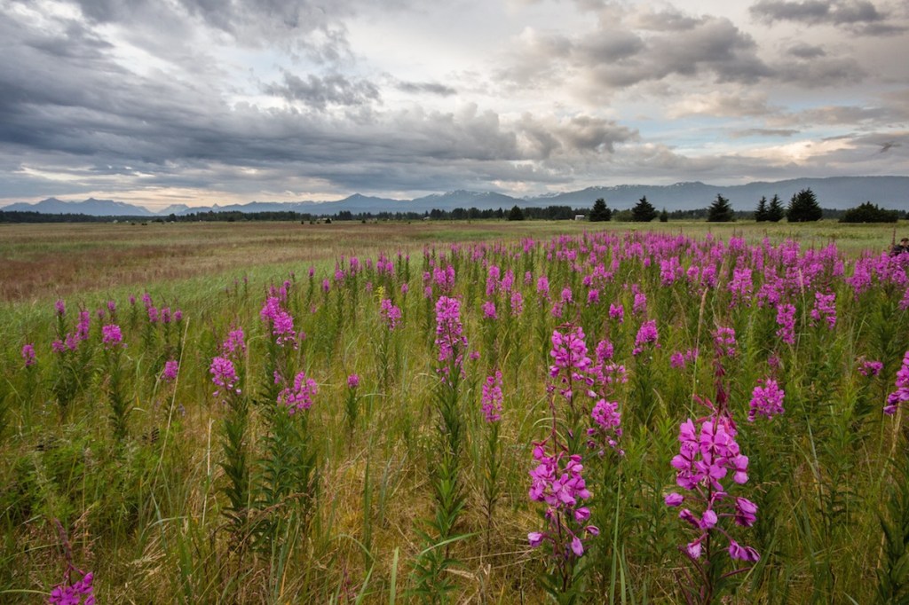 Fireweed