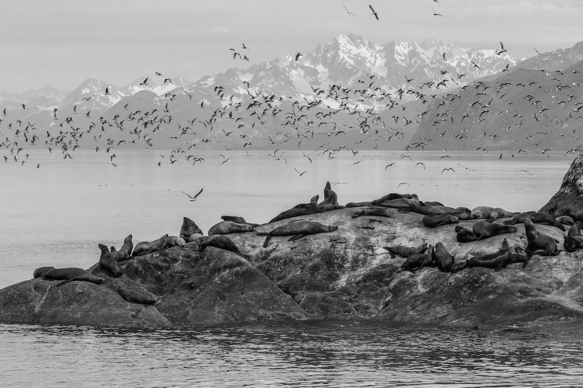 Glacier Bay NP in Black and White