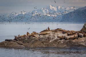 Seagulls and Sea lions