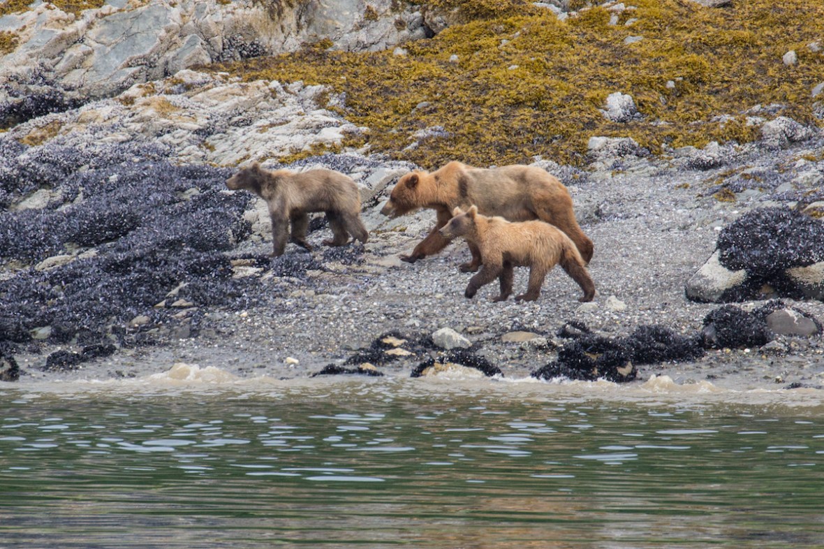 Bears in Glacier Bay