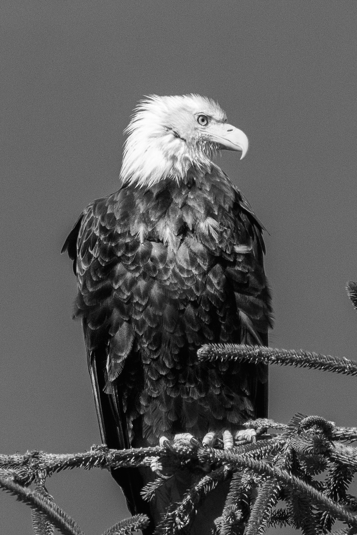 bald eagle in black and white