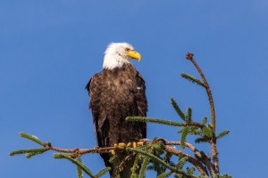 Bald eagle on a tree