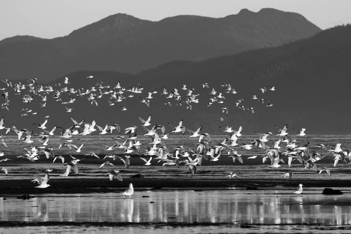 flock of seagulls black and white