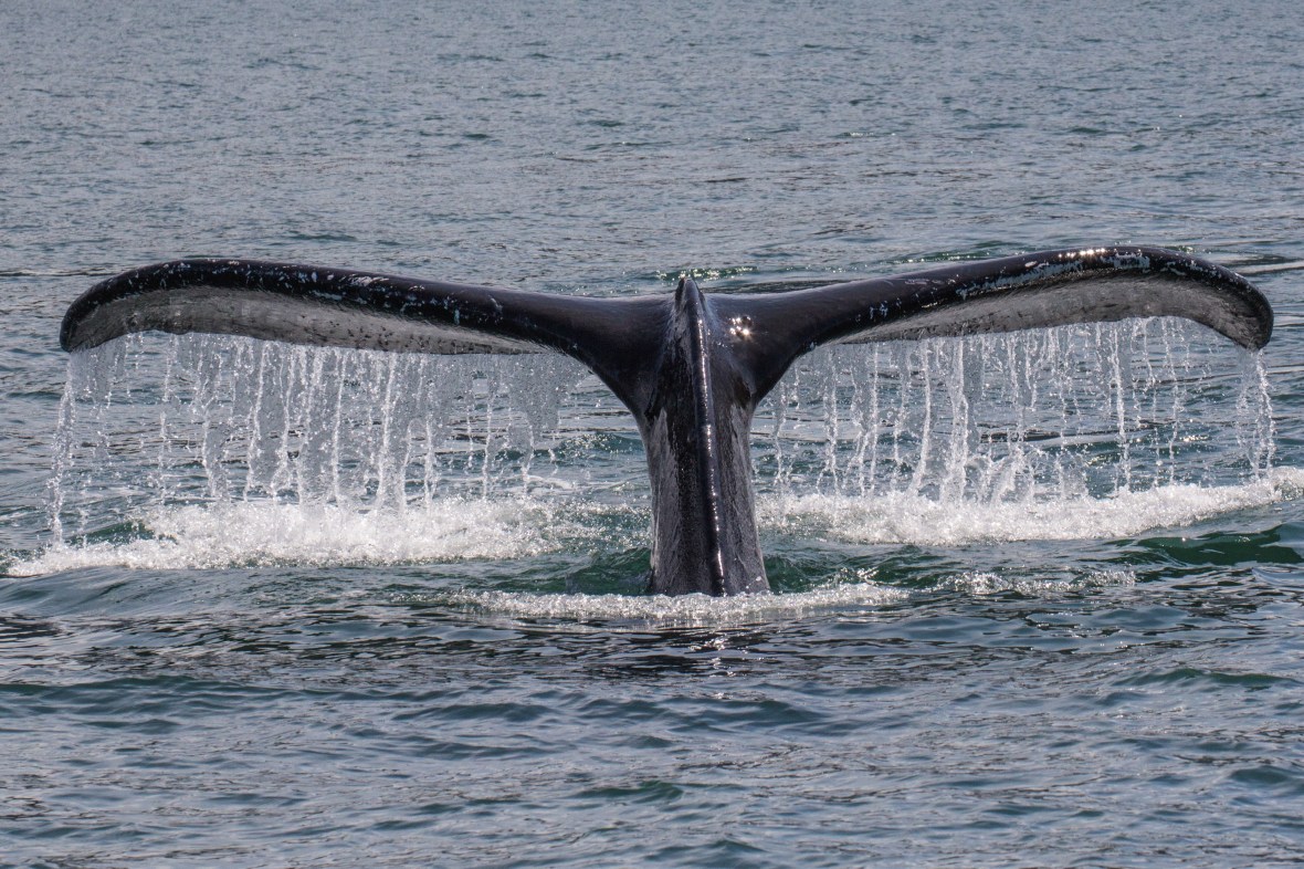 Whale Tail