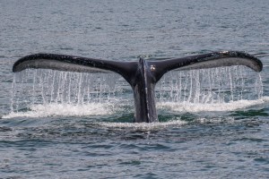 Whale Tail