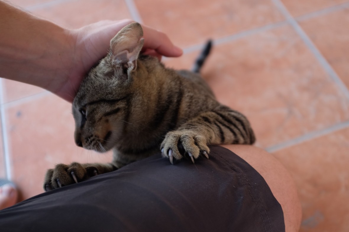 soi cat