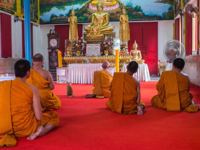 cat with monks