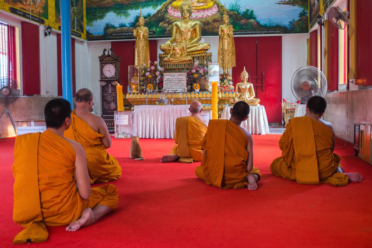 cat with monks