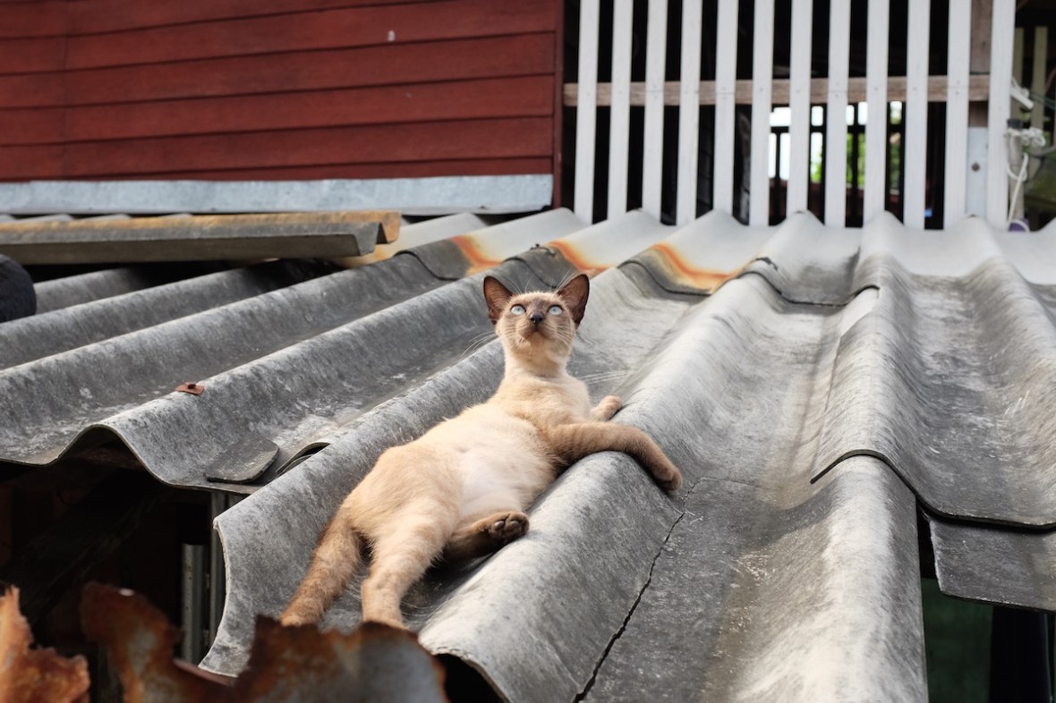 Bangkok cat