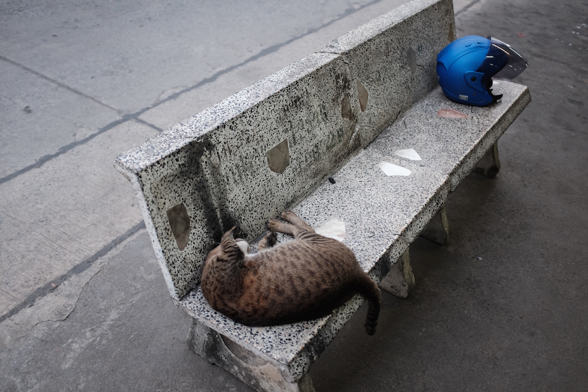 Bangkok cat cafe