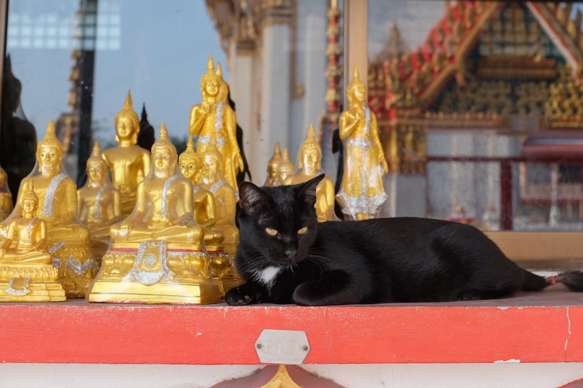 Monk cat