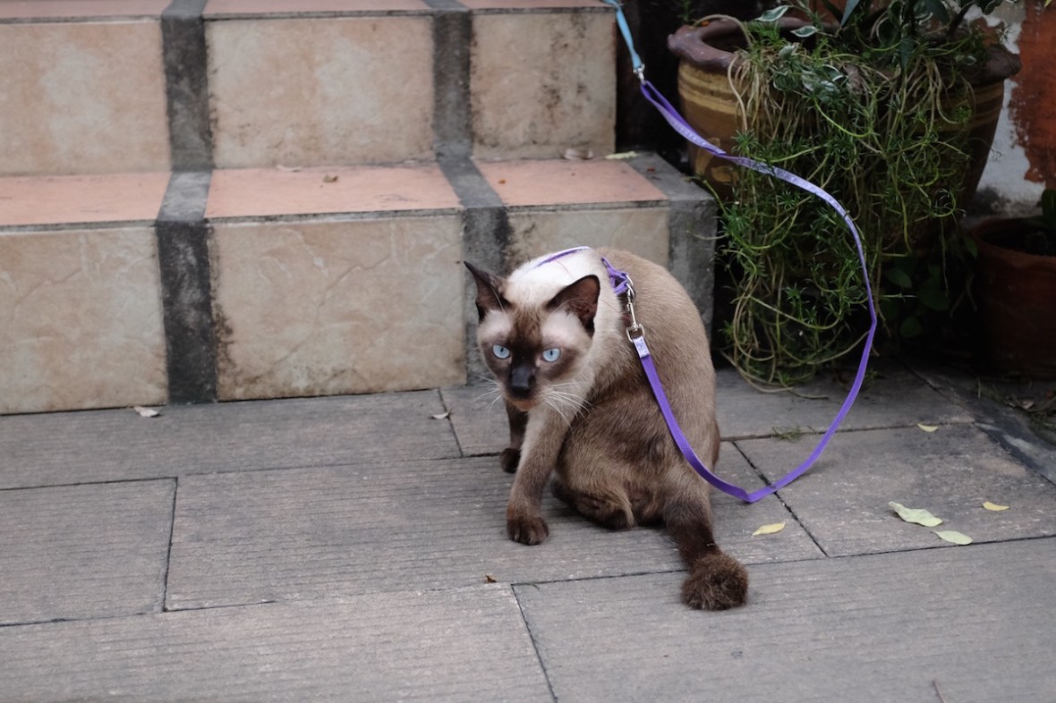 Bangkok cat