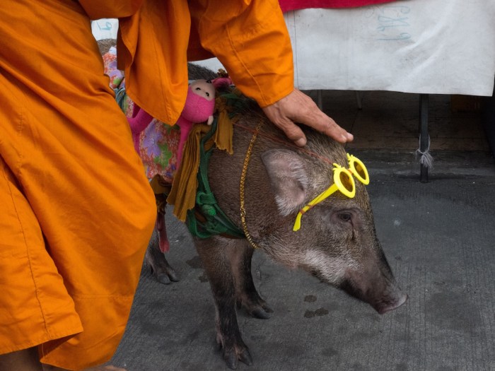Monk with Pig in Bangkok