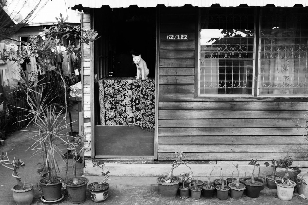 Cat in House in Bangkok