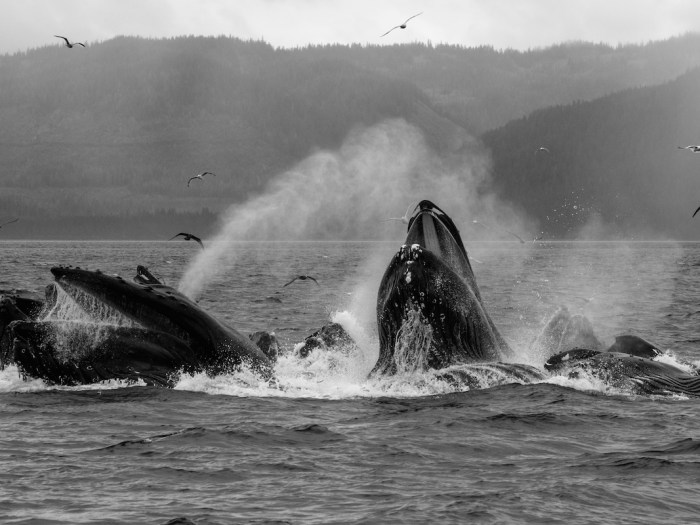 bubble net black and white