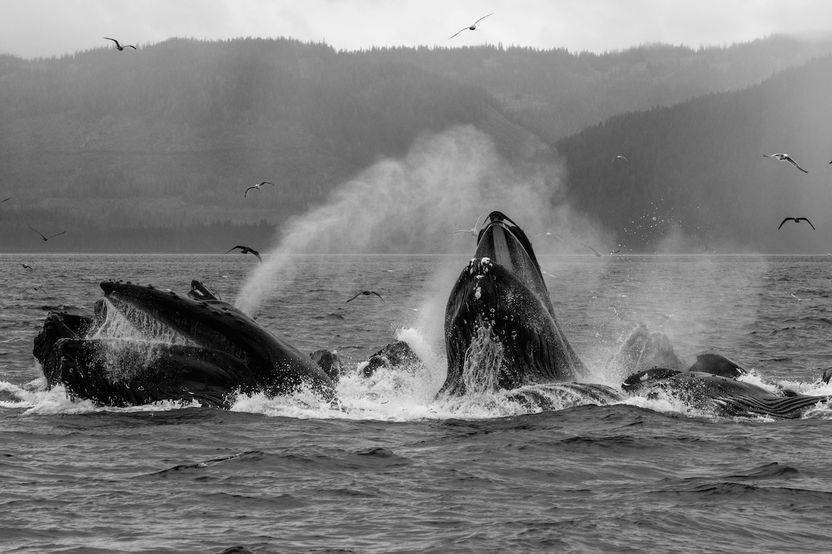 bubble net black and white