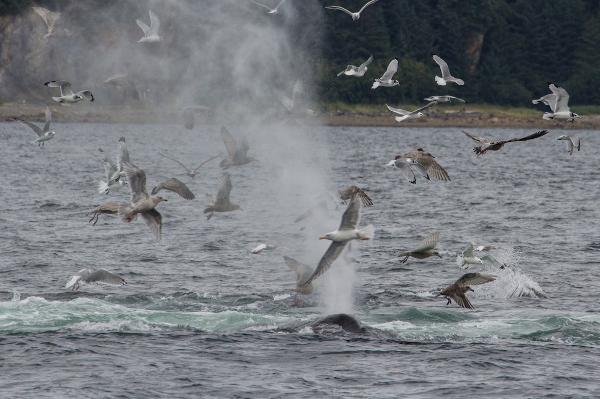 seagulls and whales